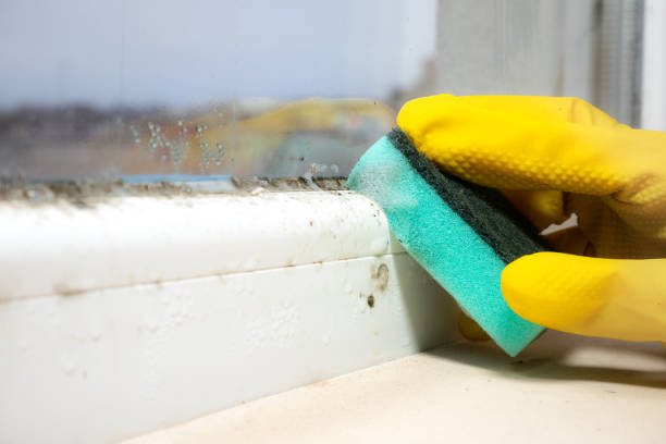 Professional Mold Removal in Charles City, IA