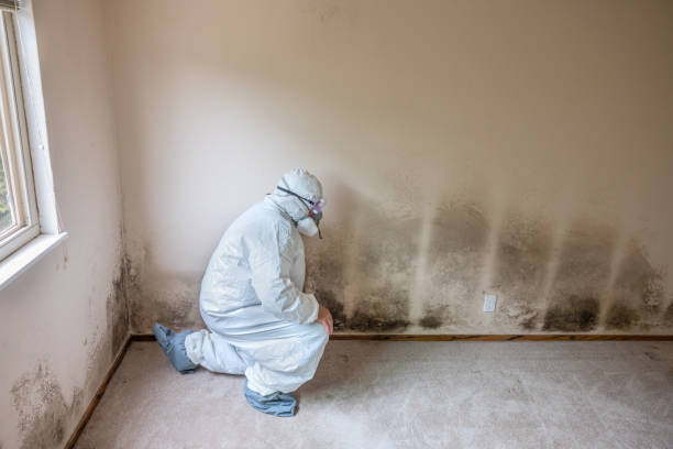 Best Professional Mold Removal  in Charles City, IA