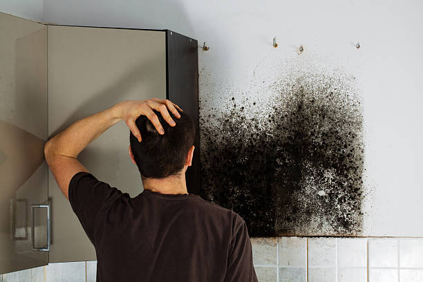 Best Home Mold Removal  in Charles City, IA