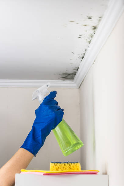 Best Attic Mold Removal  in Charles City, IA