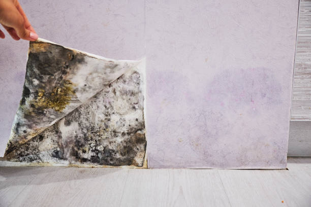 Best Black Mold Removal  in Charles City, IA